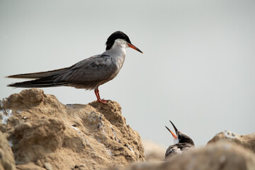 White-cheeked Tern perched on rock at the coast of Tubli, Bahrain