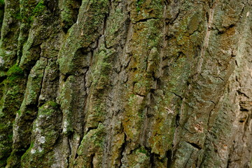 green bark background with moss on the bark