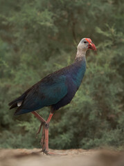 Portrait of a Grey-headed Swamphen at Asker Marsh, Bahrain