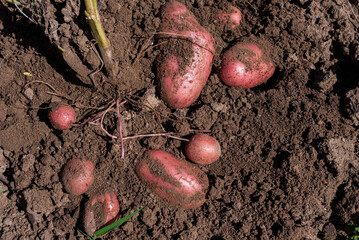 garden potato harvest in 2022 August