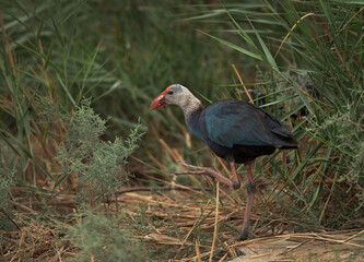 Grey-headed Swamphen in its habitat at Asker Marsh, Bahrain