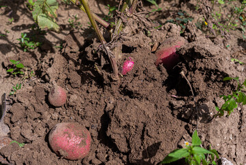 garden potato harvest in 2022 August