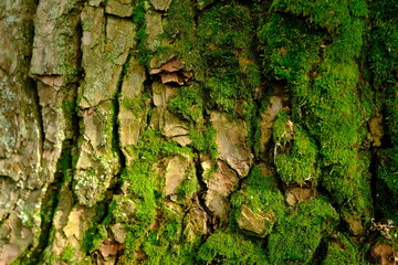 green bark background with moss on the bark