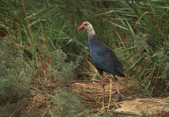 Grey-headed Swamphen in its habitat at Asker Marsh, Bahrain