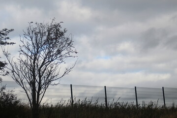 Obraz premium tree in the field