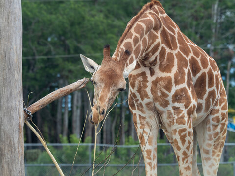 frontal giraffe picture