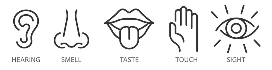 A creative vector set of linear icons from the five human senses. Vision, hearing, smell, touch, taste are isolated on a transparent background. Editable stroke - obrazy, fototapety, plakaty