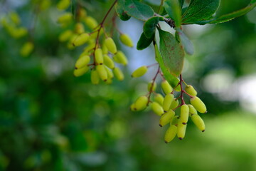 Bush of barberry in the spring with fresh green leaves and small yellow flowers. Branches of bushes with young leaves. Background image. Berberis, commonly known as barberry.