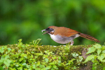 Grey-sided laughingthrush (Pterorhinus caerulatus) at Senchal WLS, Darjeeling, West Bengal, India