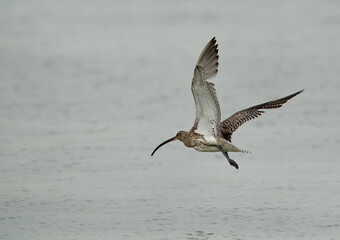 Eurasian curlew flying at Busiateen coast, Bahrain