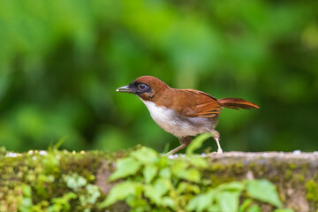 Grey-sided laughingthrush (Pterorhinus caerulatus) at Senchal WLS, Darjeeling, West Bengal, India