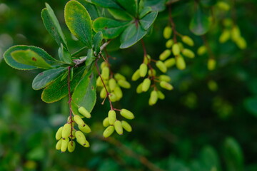 Fototapeta na wymiar Bush of barberry in the spring with fresh green leaves and small yellow flowers. Branches of bushes with young leaves. Background image. Berberis, commonly known as barberry.