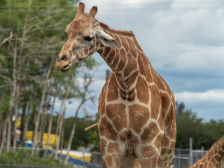 A Giraffe with head half down and beautiful pattern