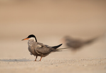 White-cheeked Tern perched on ground at Tubli, Bahrain