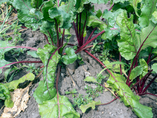 fresh beetroot on the garden