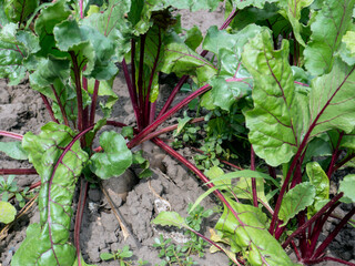 fresh beetroot on the garden