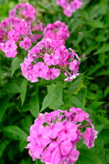 Bush of blooming Phlox Paniculata Pink Flame flowers in the garden on a sunny day