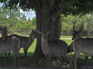 tree provides shade for waterbucks