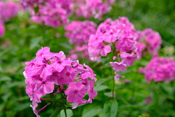 Bush of blooming Phlox Paniculata Pink Flame flowers in the garden on a sunny day