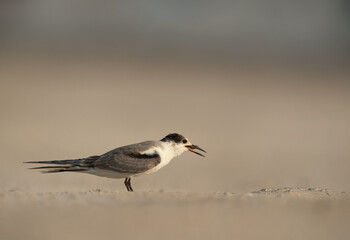 Juvenile White-cheeked tern feeding fish, Bahrain