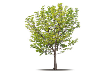 Tree png isolated transparent on white background, Tropical Big Green Tree cut out in high quality,...