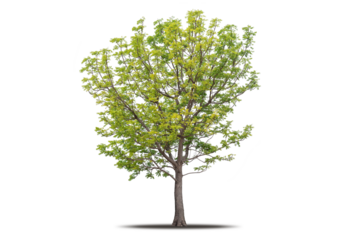Tree png isolated transparent on white background, Tropical Big Green Tree cut out in high quality, Realistic with shadow environment, Nature element single object image for raw material editing work