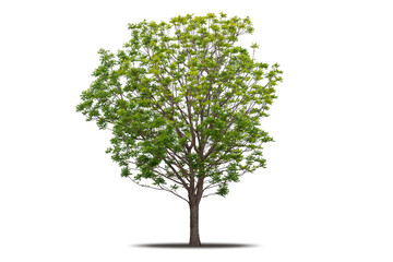 Fototapeta premium Tree png isolated transparent on white background, Tropical Big Green Tree cut out in high quality, Realistic with shadow environment, Nature element single object image for raw material editing work