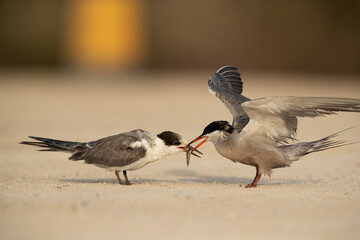 White-cheeked tern feeding juvenile, Bahrain