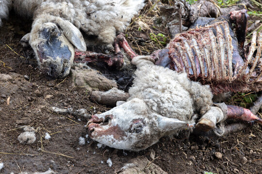 Eaten Sheep Remains in Wilderness of Julian Alps - Common Predators of the area are Bears and Wolfs