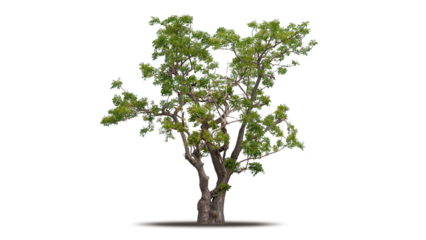Tree png isolated transparent on white background, Tropical Big Green Tree cut out in high quality, Realistic with shadow environment, Nature element single object image for raw material editing work