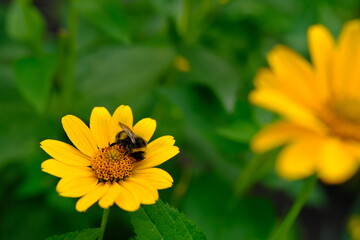 A little bee on mountain arnica Arnica montana on a blurred background