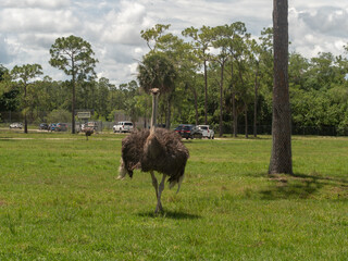 Ostrich walking with wings open ruffing feathers