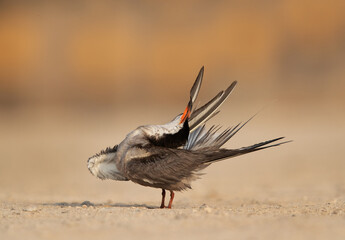 White-cheeked tern perched on the ground and preening, Bahrain