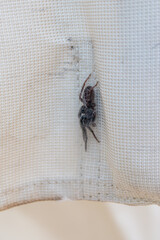 large black spider on furniture closeup © andrewbalcombe
