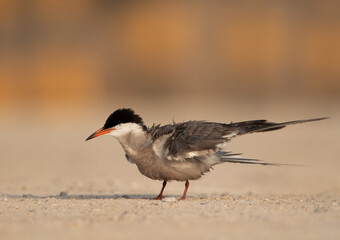 Closeup of a White-cheeked tern perched on the ground, Bahrain