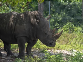 Foto op Plexiglas Rhino standing still © felipe