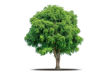 Tree png isolated transparent on white background, Tropical Big Green Tree cut out in high quality, Realistic with shadow environment, Nature element single object image for raw material editing work