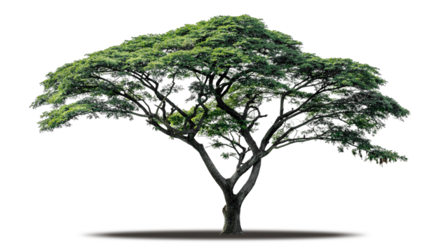 Tree png isolated transparent on white background, Tropical Big Green Tree cut out in high quality, Realistic with shadow environment, Nature element single object image for raw material editing work