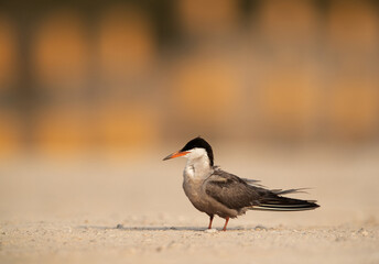 White-cheeked tern perched on the ground, Bahrain