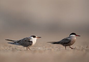 A juvenile White-cheeked tern following her mother for food, Bahrain