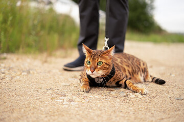 Scared beautiful bengal cat with green eyes outdoors lying on ground.Unrecognizable man walking...