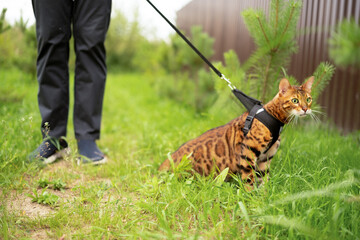 Funny scared amazed beautiful bengal cat with green eyes outdoors in grass.Unrecognizable man...