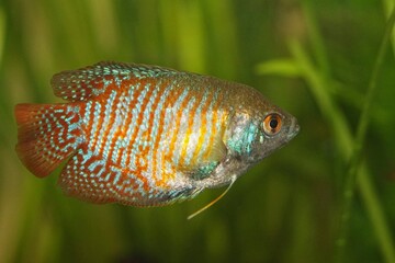 Dwarf Gourami Juvenile Male