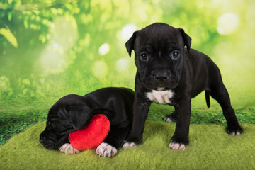 Two Black and white American Staffordshire Terrier dogs or AmStaff puppies on green background