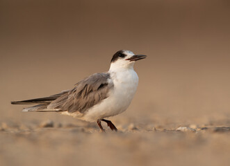 Portrait of a juvenile White-cheeked tern, Bahrain