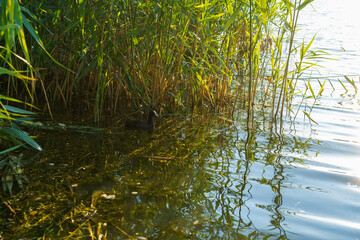 Landscape with reeds on the background of the water surface
