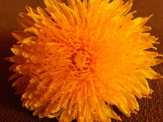 Yellow flower close up