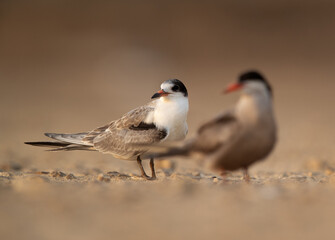 Selective focus on juvenile White-cheeked tern, Bahrain