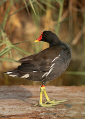 Portrait of a Common Moorhen at Adhari, Bahrain