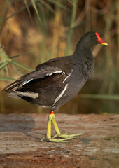 Portrait of a Common Moorhen at Adhari, Bahrain